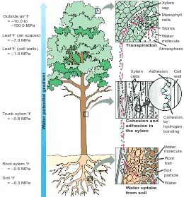 Gambar 5. 1 Proses Transpirasi Pada Tumbuhan