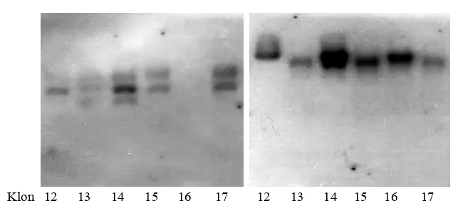 Gambar 5. Southern blot                  kiri). DNA genomik didigesti dengan Figure 5                Digested genomic DNA with  DNA kakao menggunakan pelacak 21-kDa berlabel non-radio-isotop