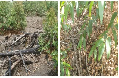 Gambar 2. Kondisi Lahan pada Eucalyptus umur 1 tahun   