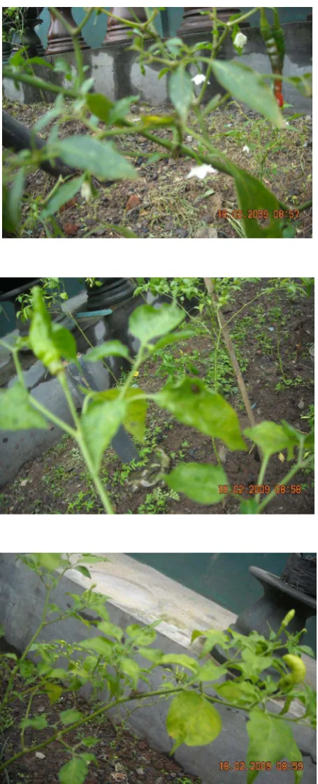 Gambar 1.4. Tanaman Cabai Umur 3 Bulan 