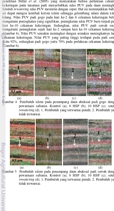 Gambar 4  Pembuluh xilem pada penampang daun abaksial padi gogo dengan 