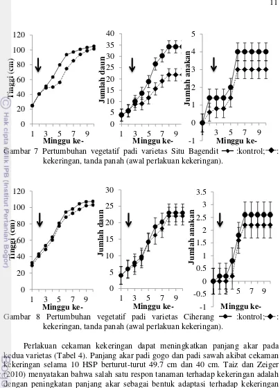 Gambar 7 Pertumbuhan vegetatif padi varietas Situ Bagendit 