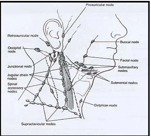 Gambar 5. Pembuluh darah tiroid ( tampak depan ) 