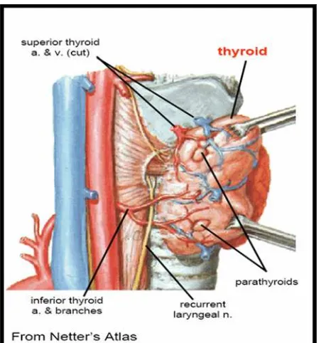 Gambar 7.  Pembuluh darah tiroid ( tampak samping ). 