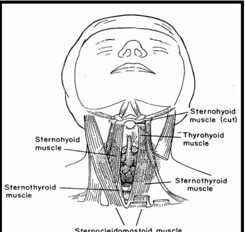 Gambar 4. Otot-otot leher  