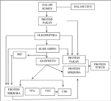 Gambar 3 : Proses Degradasi Protein Dalam Rumen (Sutardi, 1977). 