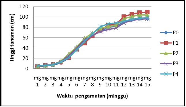 Gambar 1.  Grafik pertambahan  tinggi tanaman tomat pada masing-masing perlakuan perendaman benih dengan bakteri P.alcaligenes TrN2  