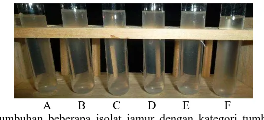 Gambar 4. Hasil pengamatan beberapa isolat jamur yang tidak mampu tumbuh dalam medium PDB pH 5 pada suhu 60°C (A,F) Kontrol (B) RPL1-3 (C) RPL3-2 (D) L1J6 (E) L1J8 