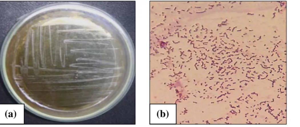 Gambar 4. (a) Streptococcus agalactiae, (b) Hasil pewarnaan Gram. 