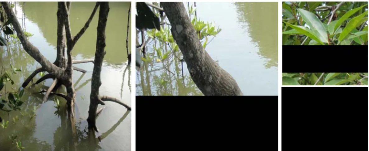 Gambar 2. (a) Akar R. mucronata, (b) Kulit batang R. mucronata, (c) Bunga dan   daun R
