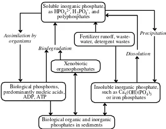 Figure 1.7. The phosphorus cycle.