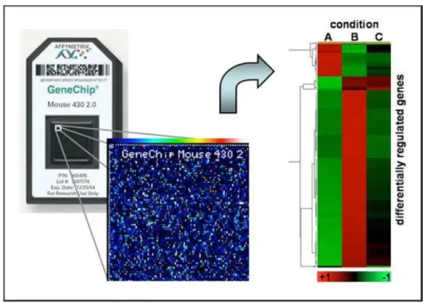 Gambar 3.6 Affymetrix Genechip 