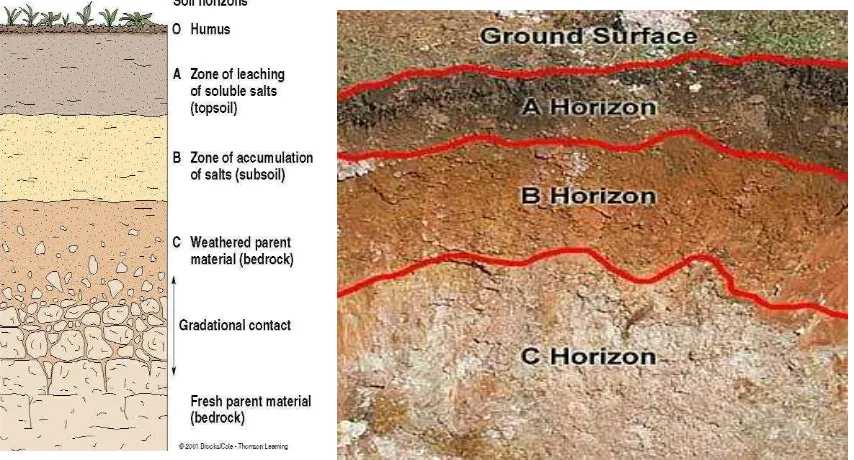 Gambar  3-2   Profil Tanah (kiri) dan Contoh Horison Tanah (kanan): Ground Surface (Humus)/ Horison O; Horison A (Zona leaching / top soil); Horison B (Zona akumulasi / sub-soil) ; Horison C (Pelapukan Batuan Induk)  