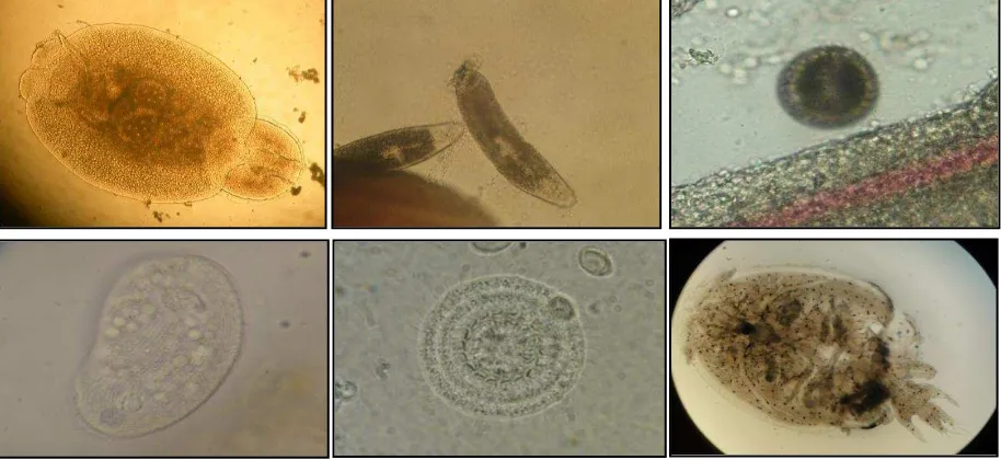 Gambar 1. DiplectanumKoleksi parasit dari kegiatan monitoring, dari kiri atas ke kanan : (1) Benedenia sp., (2)  sp., (3) Cyptocaryon sp., Kiri bawah ke kanan: (1) Cylodonella sp., (2) Trichodina sp, (3) Caligus sp