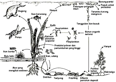 Gambar 2 Jaring makanan dari suatu ekosistem lamun di Filipina (Fortes 1990) 