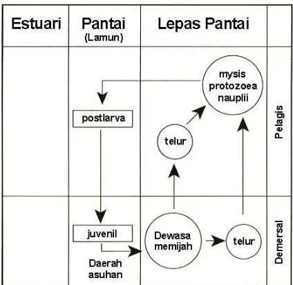Gambar 4. Siklus hidup beberapa udang Penaedae yang tergantung pada padang lamun untuk  stadia post larva dan juvenile (Dimodifikasi dari Dall et al