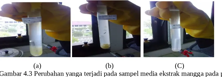 Gambar 4.3 Perubahan yanga terjadi pada sampel media ekstrak mangga pada pH 