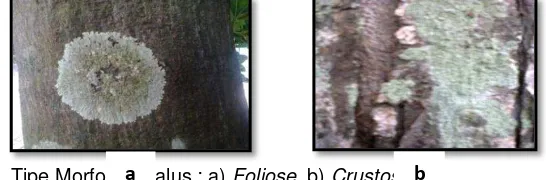 Gambar 1.  Tipe Morfologi Talus : a) a Foliose, b) Crustose b