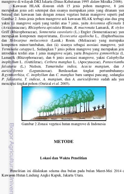 Gambar 2. Jenis-jenis pohon mangrove asli kawasan HLAK terbagi atas dua grup, 