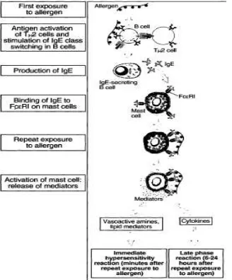 Gambar 2. Mekanisme hipersensitivitas yang tidak diperantarai (Sumber : Basic         Immnuology, 2004)