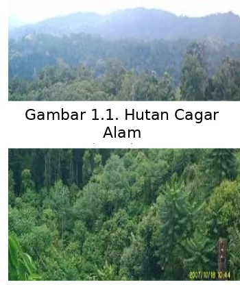 Gambar 1.1. Hutan CagarAlam