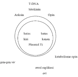 Gambar 2. Diagram Plasmid Ti (Heldt, 1999) 