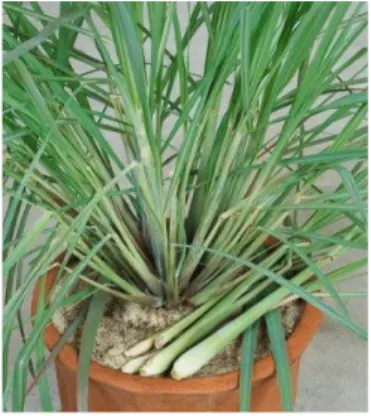 Gambar 1 : tanaman sereh 