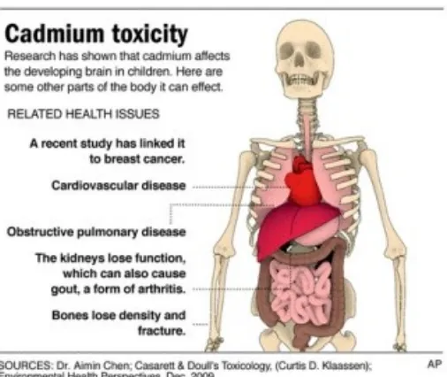 Gambar 5 : Dampak kadium jika terkonsumsi oleh manusia.