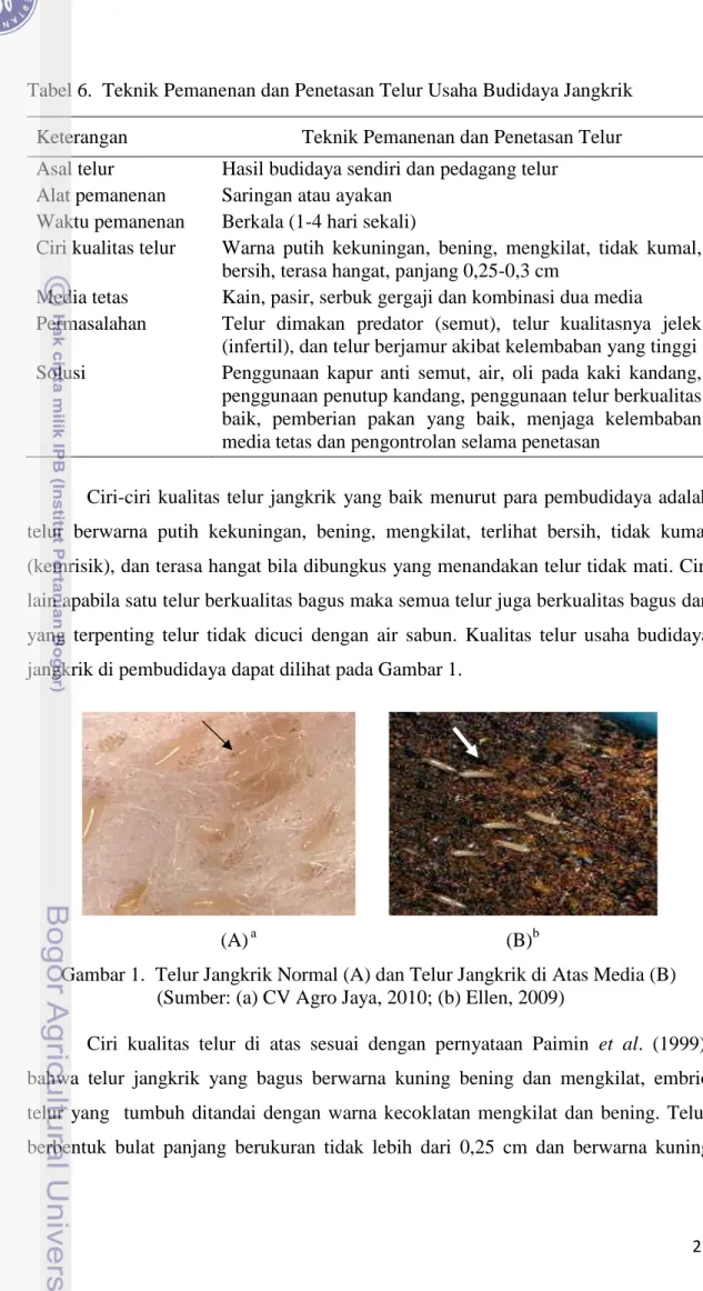Gambar 1.  Telur Jangkrik Normal (A) dan Telur Jangkrik di Atas Media (B)  (Sumber: (a) CV Agro Jaya, 2010; (b) Ellen, 2009) 