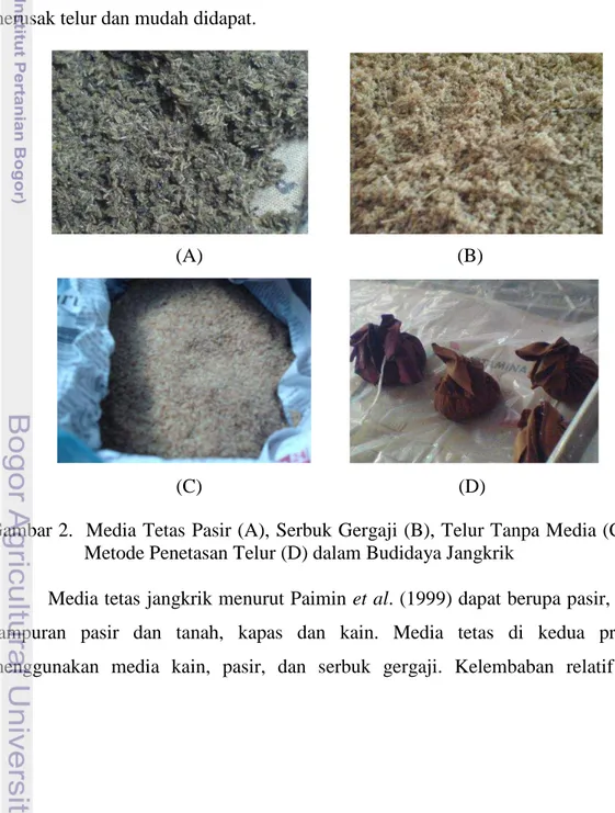 Gambar 2.  Media Tetas Pasir (A), Serbuk Gergaji (B), Telur Tanpa Media (C) dan    Metode Penetasan Telur (D) dalam Budidaya Jangkrik 