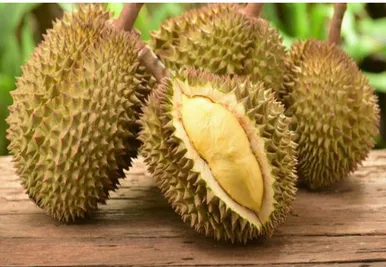 Gambar 1. Durian. 