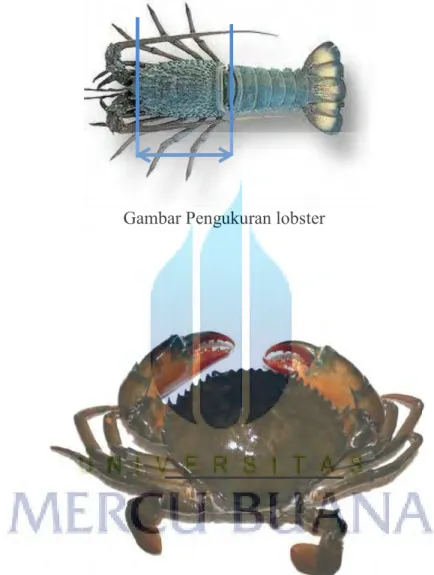 Gambar Pengukuran lobster 
