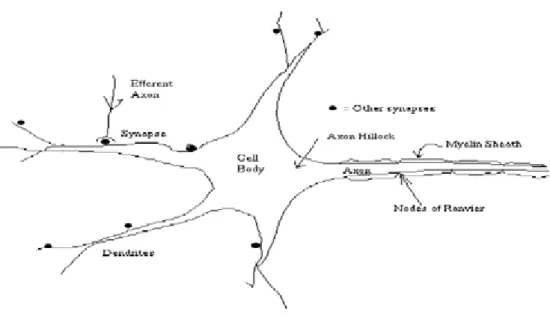 Gambar 2: Susunan Syaraf Manusia 