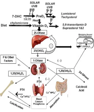 Gambar 1.3. Skema metabolisme dan regulasi vitamin D 