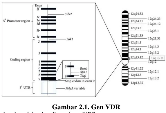 Gambar 2.1. Gen VDR 