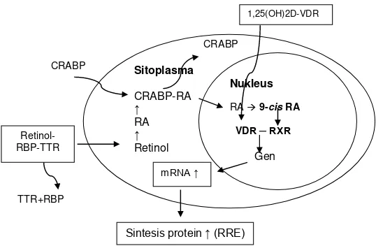 Gambar 2.2. Skema aktivasi heterodimer VDR-RXR 