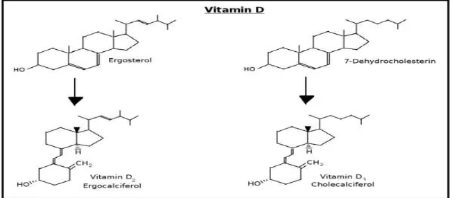 Gambar 4.1. Proses sintesis vitamin D2 dan vitamin D3 