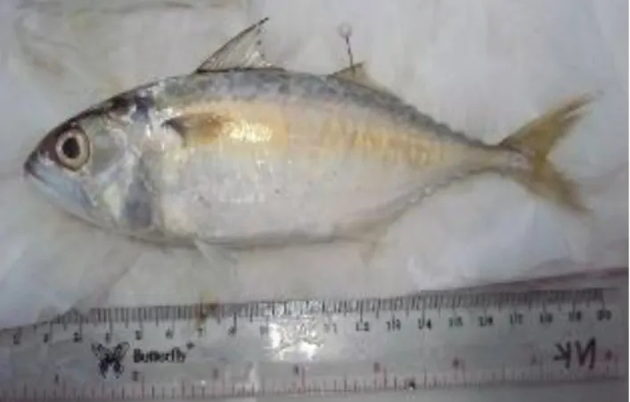 Gambar 2. Ikan Kembung 