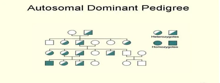 Gambar 1. Diagram Pedigree
