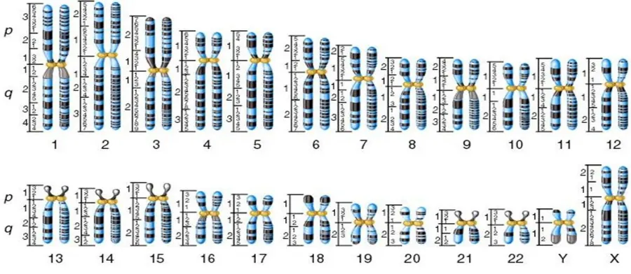Gambar 2. 46 Kromosom (Sumber https://desybio.wordpress.com/tag/kromosom-