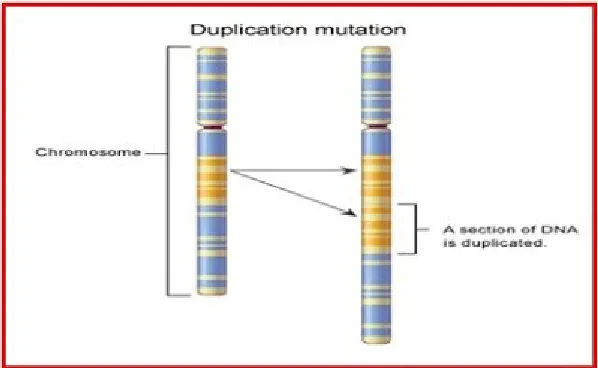 Gambar 3. Delesi (Sumber https://biologigonz.blogspot.co.id/2009/11/mutasi.html)