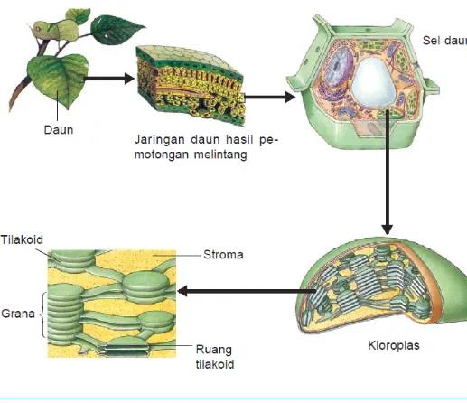 Gambar 2.17: Organela yang terlibat dalam fotosintesis