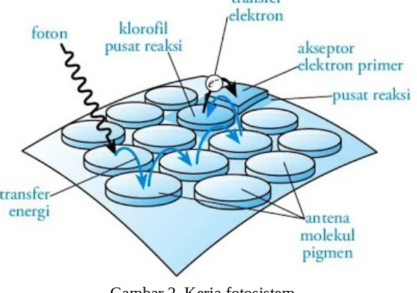 Gambar 2. Kerja fotosistem