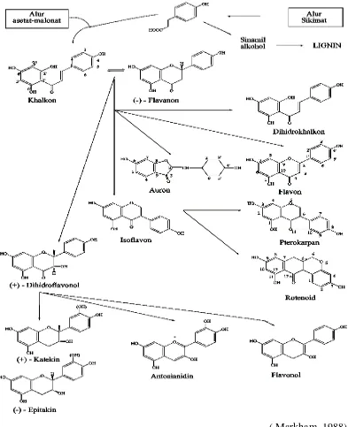 Gambar 2.1 Biosintesa hubungan antara jenis monomer flavonoida dari alur       asetat-malonat dan alur sikimat
