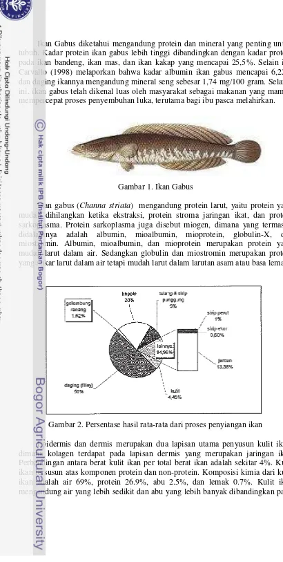 Gambar 1. Ikan Gabus 