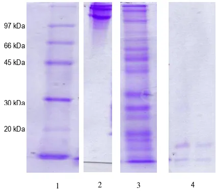 Gambar 8. SDS-PAGE kolagenase dari Bacillus licheniformis F11.4. Gel pemisah sebesar 12% dan gel penahan 4%