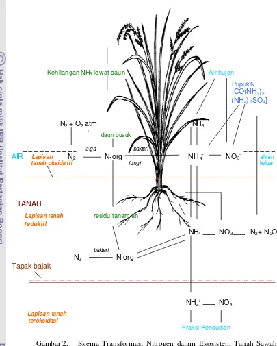 Gambar 2.   Skema Transformasi Nitrogen dalam Ekosistem Tanah Sawah 