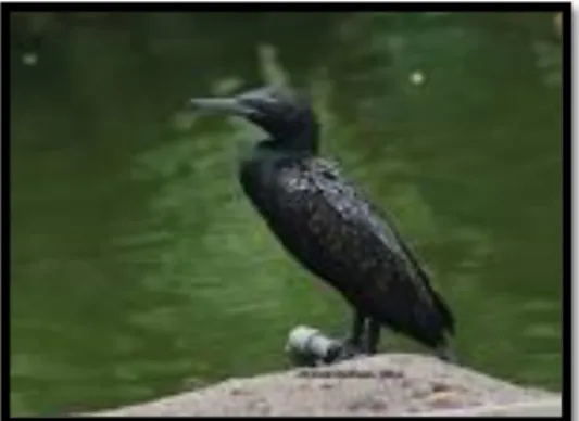 Gambar 1. Phalacrocorax sulcirostris 