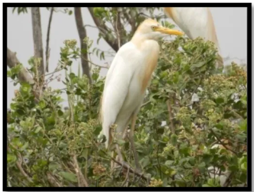 Gambar 2. Bubulcus ibis 