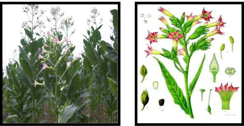 Gambar a.2  Morfologi tanaman tembakau 